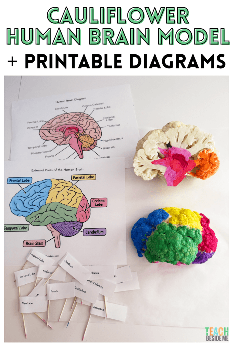 cauliflower human brain model + printable diagrams