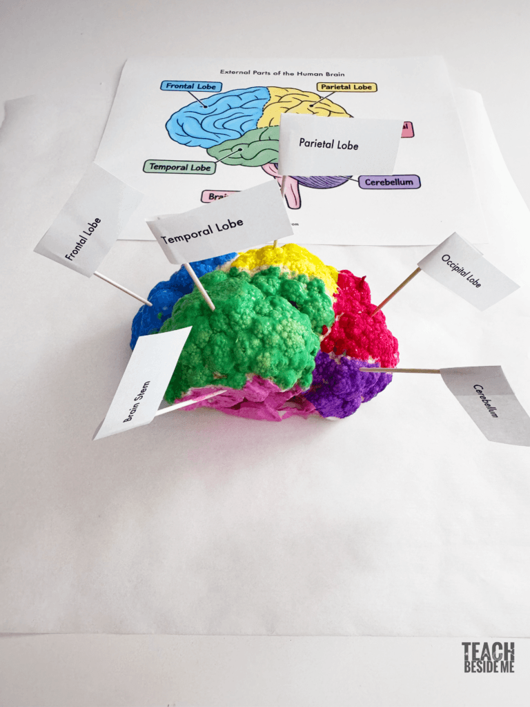 external brain model anatomy