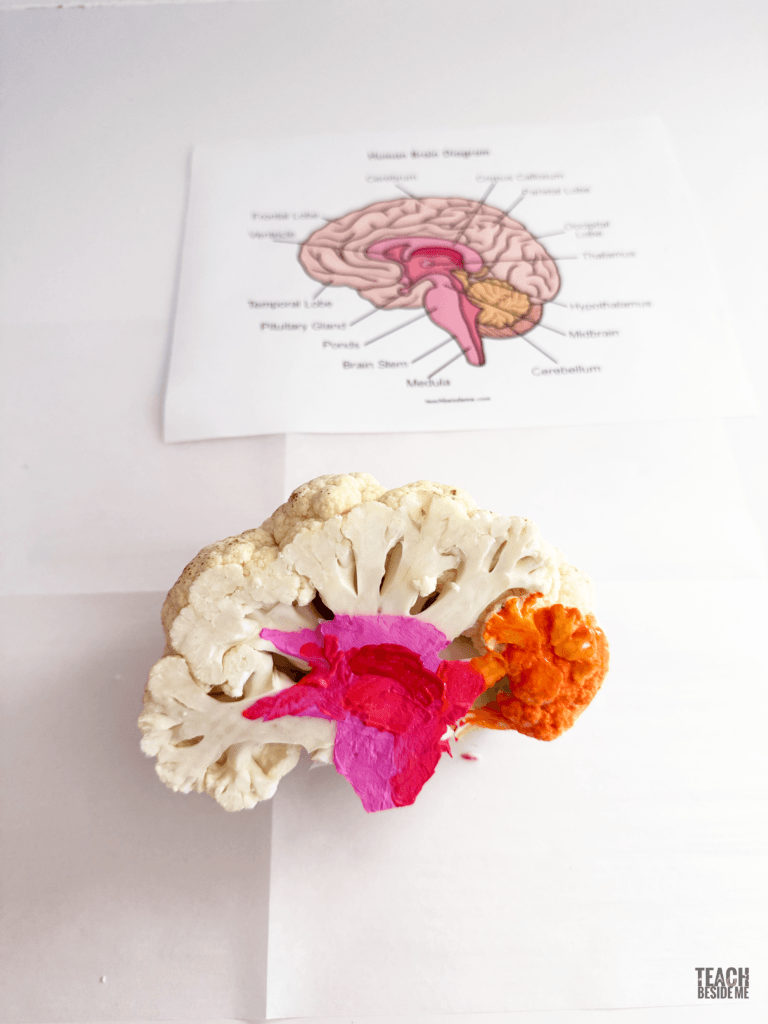 internal brain model with cauliflower