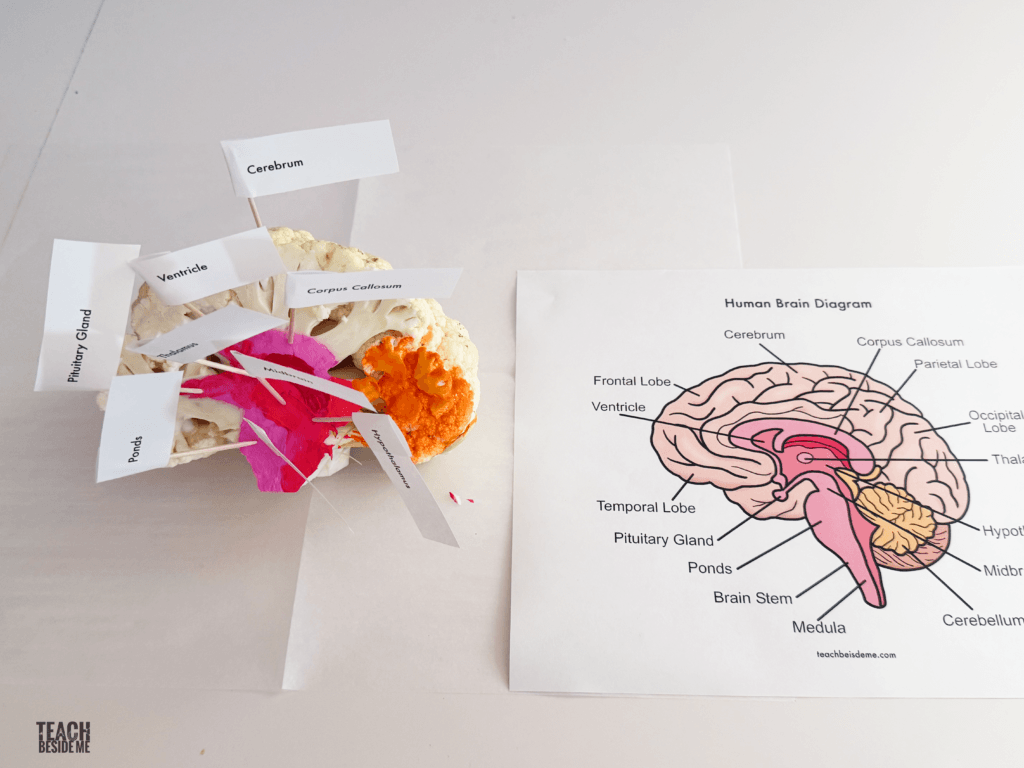 internal human brain diagram