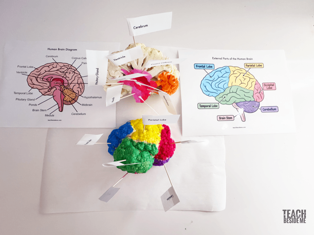 labeled cauliflower brain model anatomy