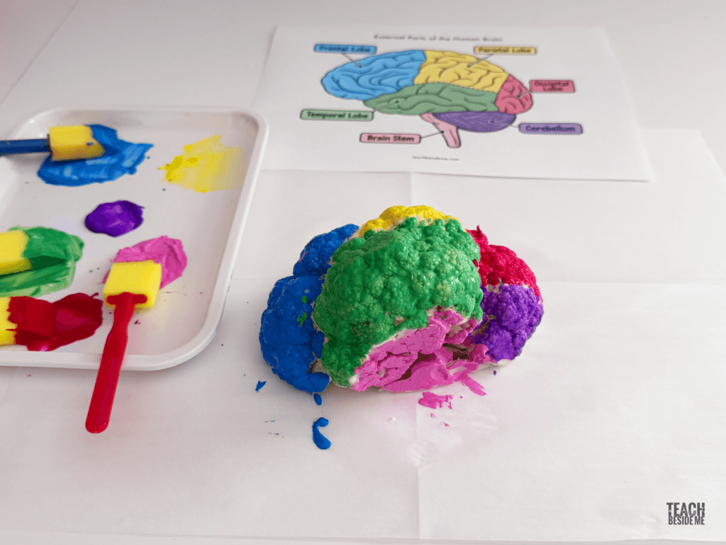 lobes of brain model