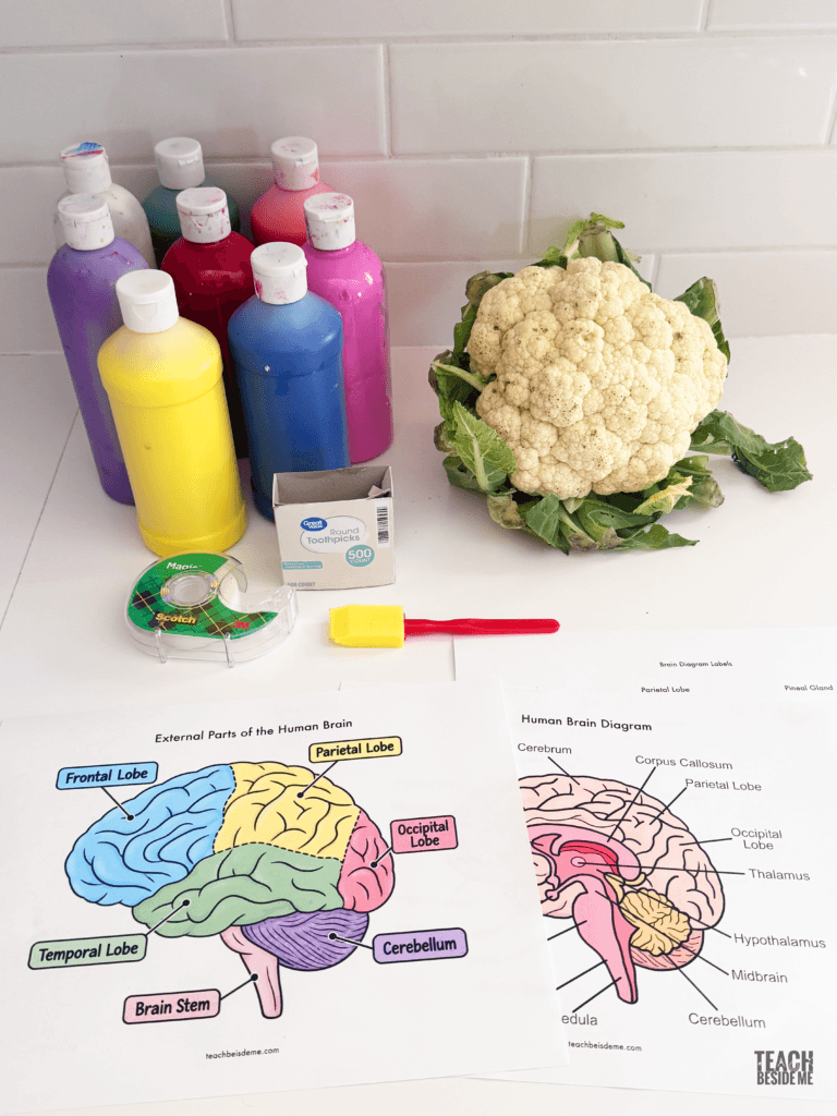 make a human 3d brain model with cauliflower