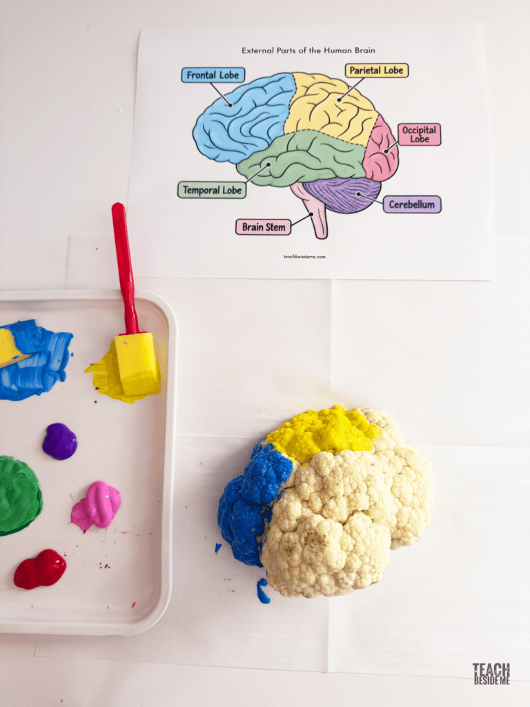 painting a cauliflower brain model- lobes of brain