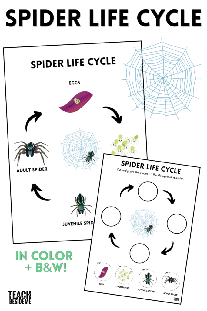 spider life cycle printable