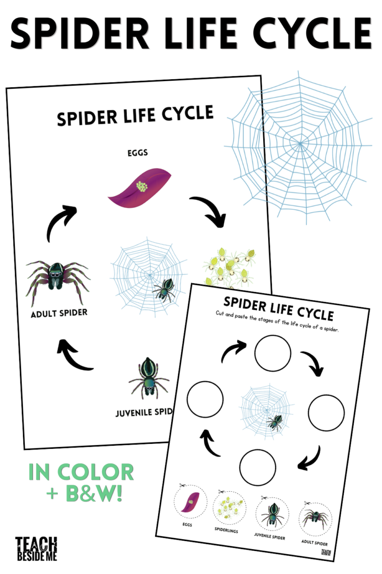 spider life cycle printable