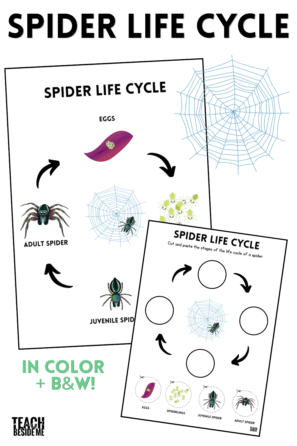 spider life cycle printable